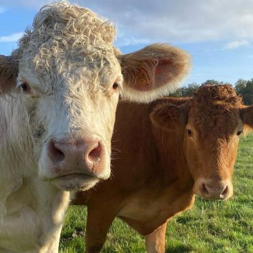 la rousse et la blanche