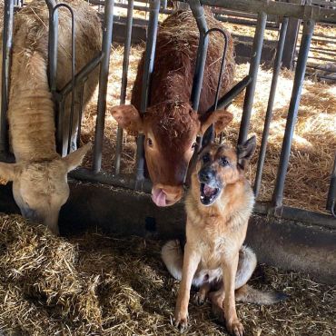 le chien vient parler aux veaux