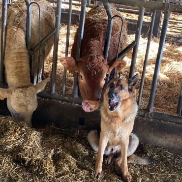 le chien vient parler aux veaux