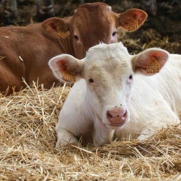 veaux élevées sous la mère allaitante