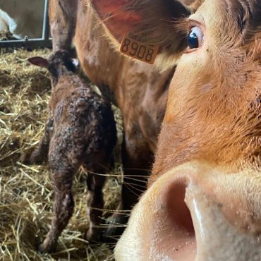 petit veau tête sa mère