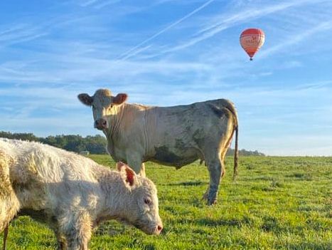 naissance d'un veau dans les champs sous une montgolfière