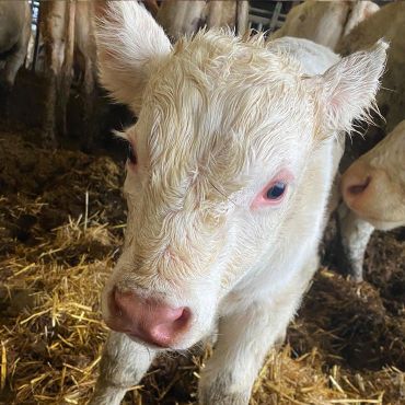 jolie petit veau blanc