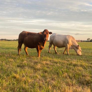 Animaux dans les champs à brouter l'herbe