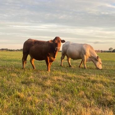 Animaux dans les champs à brouter l'herbe