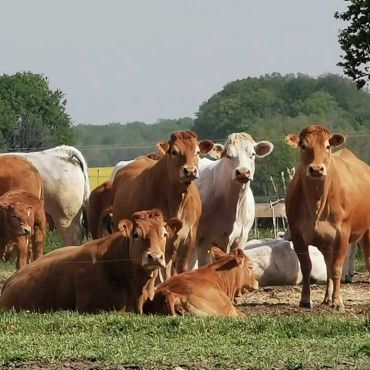 les vaches limousines dans les champs de la ferme Les monnaies