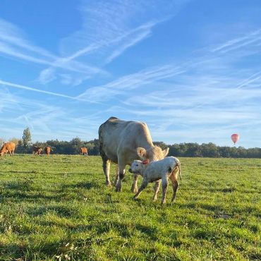 veau élevé sous sa mèere dans le pré